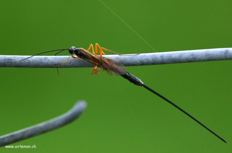 Nature/Insectes/IMG_8215.jpg