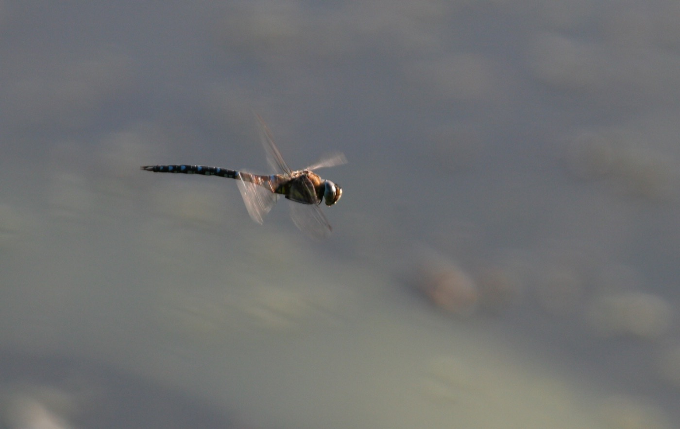 Nature/Insectes/IMG_8431.jpg