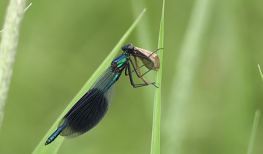 Nature/Insectes/calopteryx-eclatant-jura.jpg