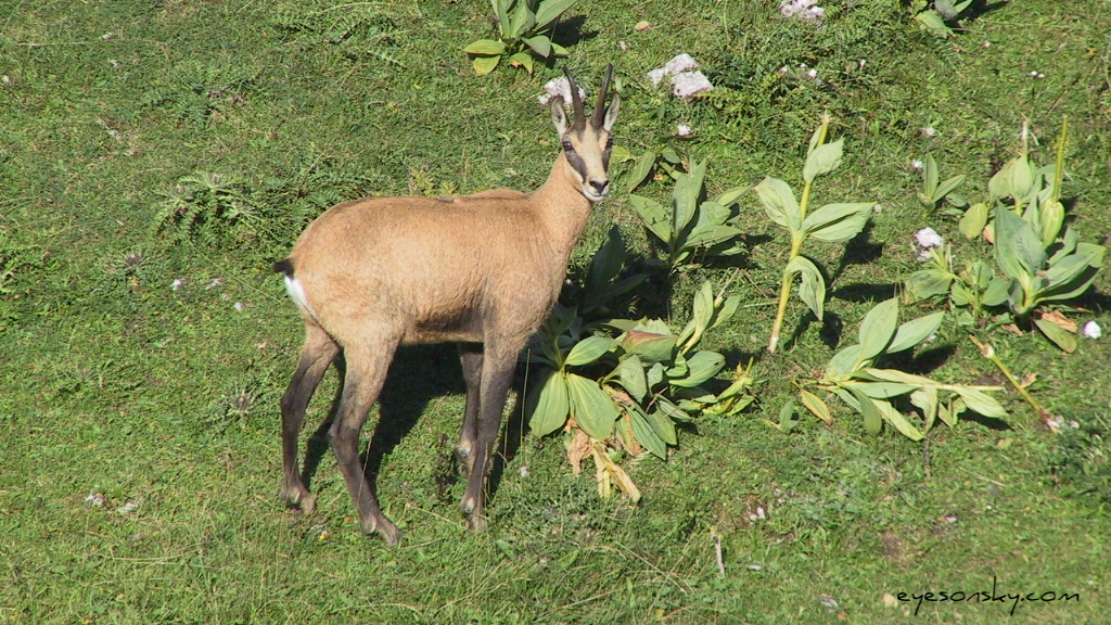 Nature/Mammiferes/121-2141_IMG.jpg