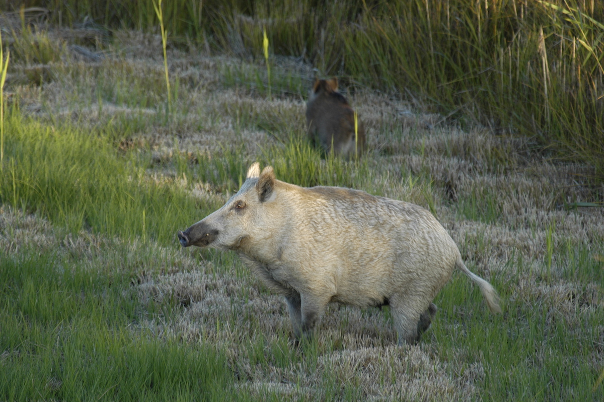 Nature/Mammiferes/DSC_3842.jpg