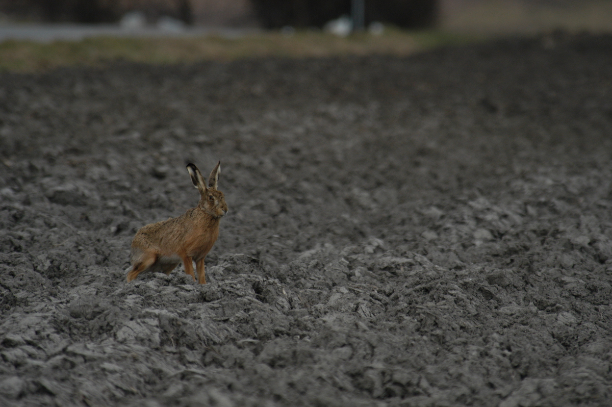 Nature/Mammiferes/DSC_4660.jpg
