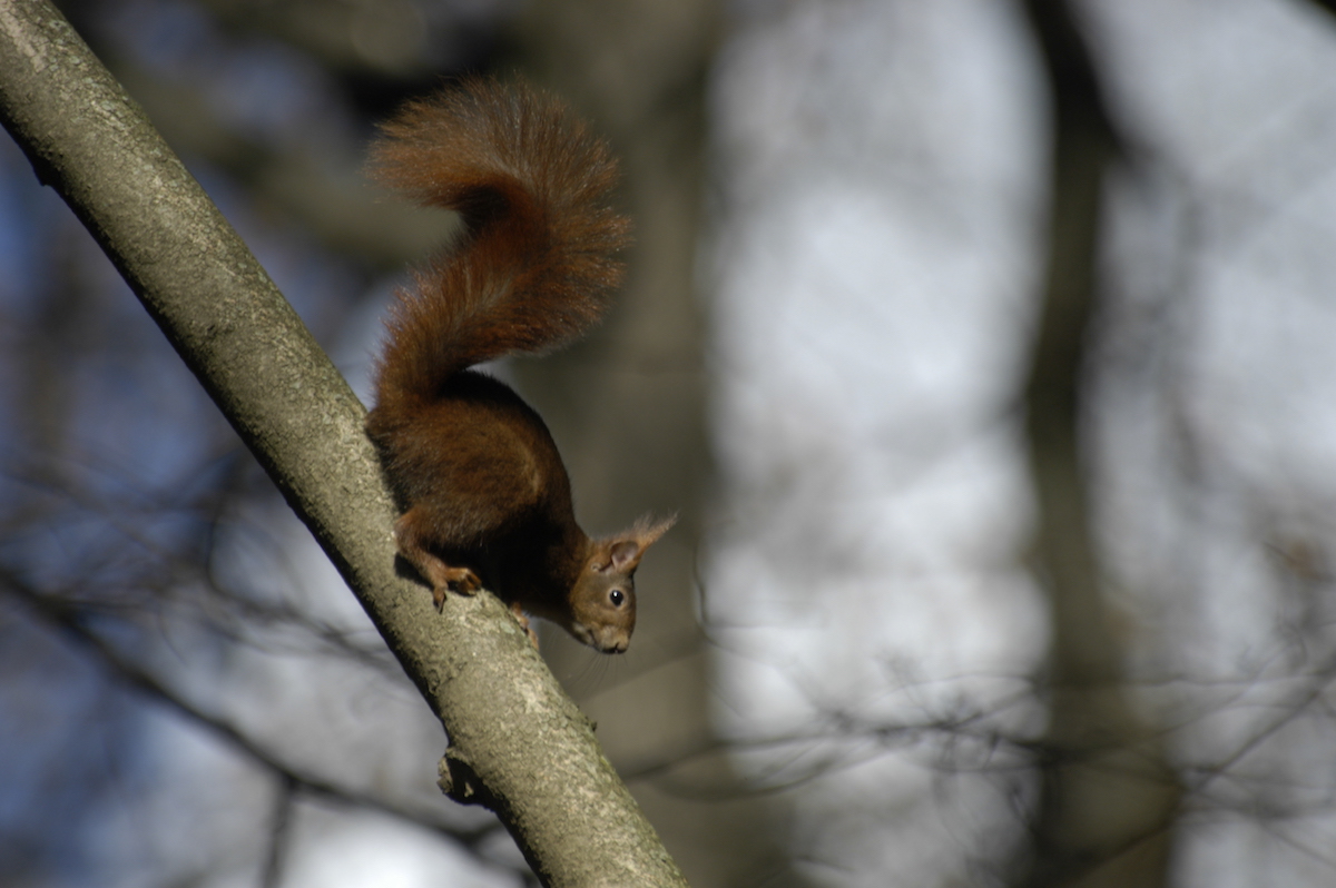 Nature/Mammiferes/DSC_5622.jpg