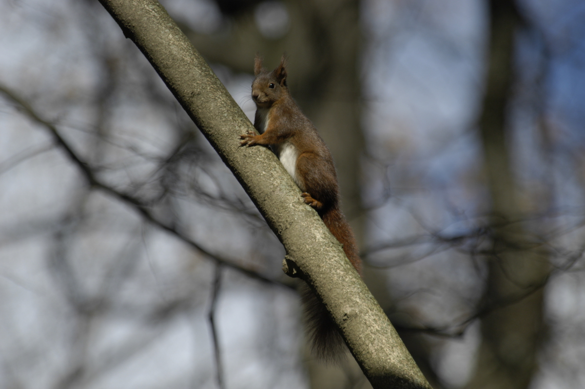 Nature/Mammiferes/DSC_5633.jpg