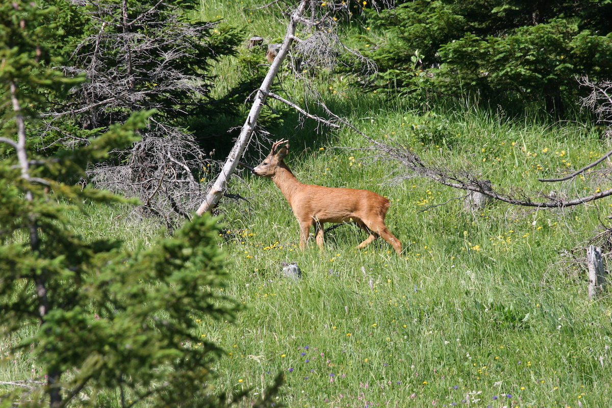 Nature/Mammiferes/IMG_1559.jpg