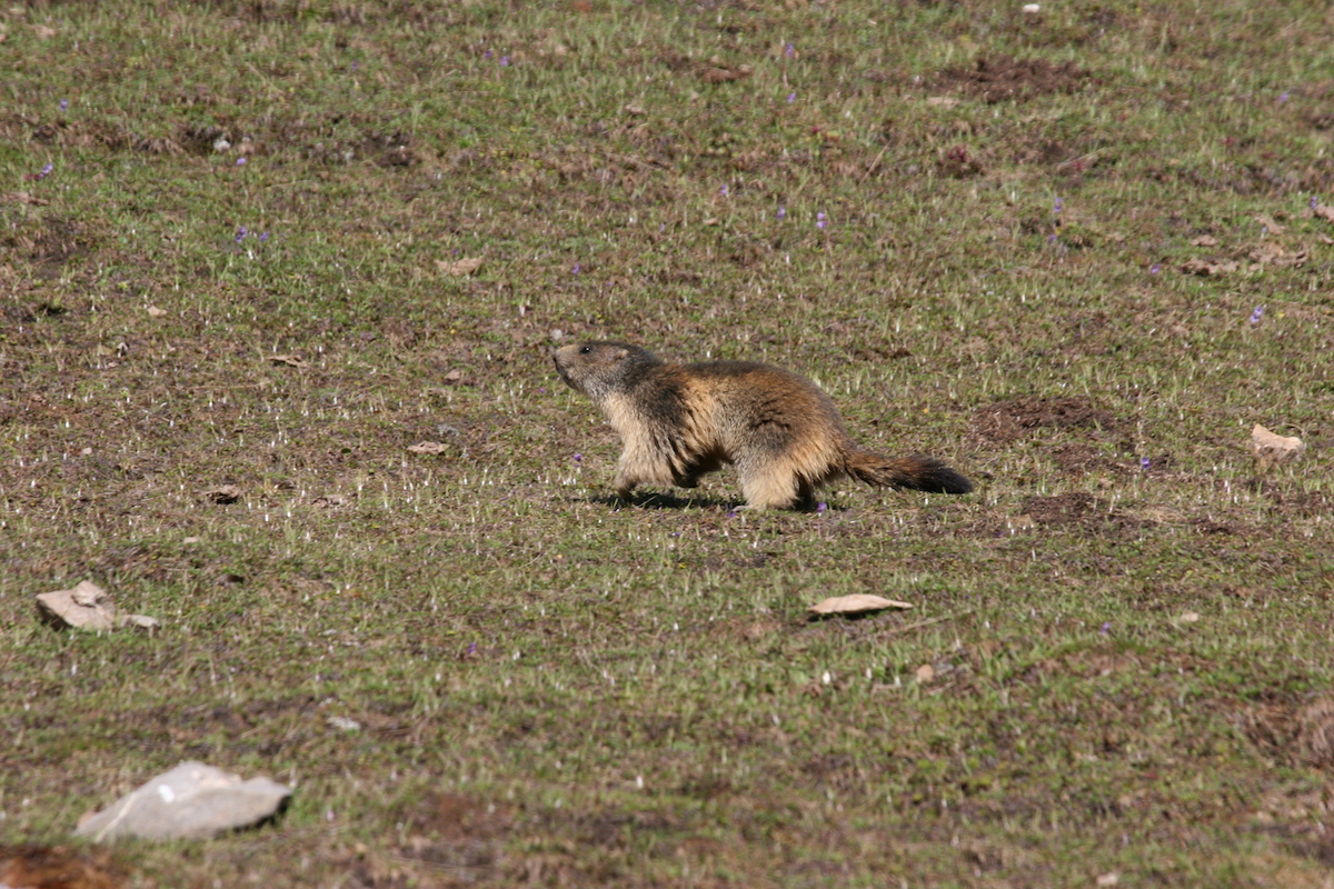 Nature/Mammiferes/IMG_9643.jpg
