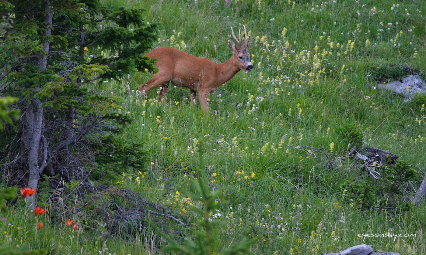 Nature/Mammiferes/chevreuil_1561.jpg