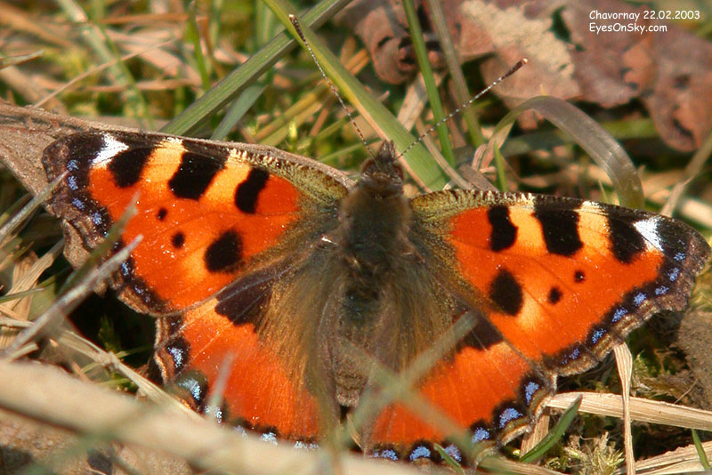 Nature/Papillons-2/DSCN8286.jpg