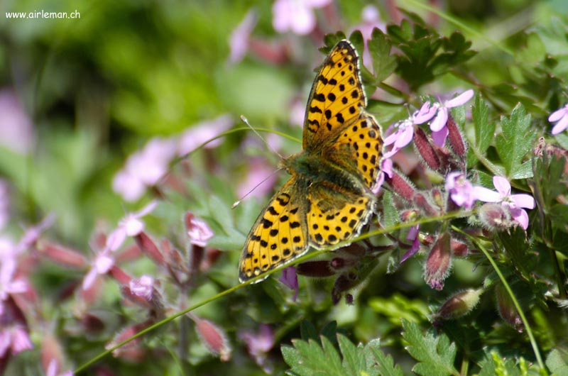 Nature/Papillons-2/DSC_8913.jpg