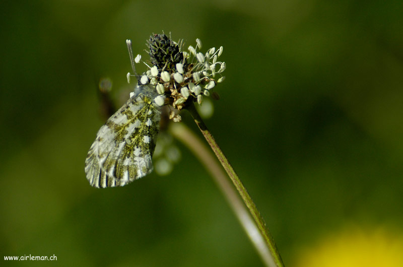 Nature/Papillons-2/DSC_9288.jpg