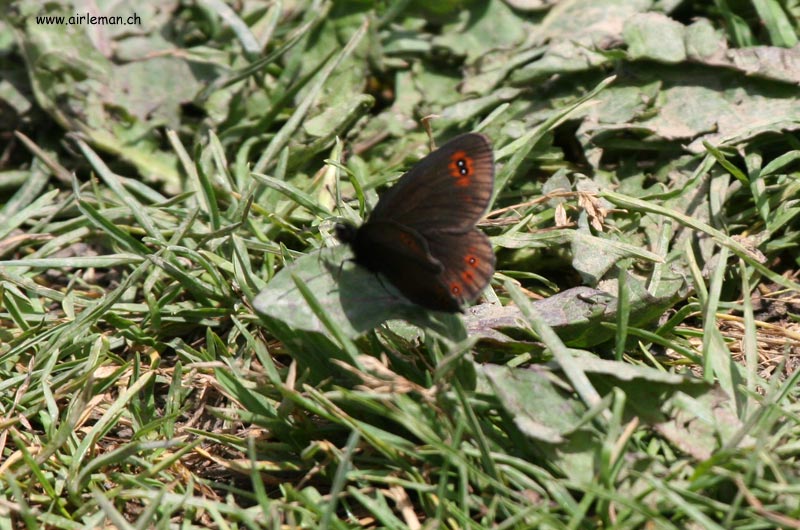 Nature/Papillons-2/IMG_1154.jpg
