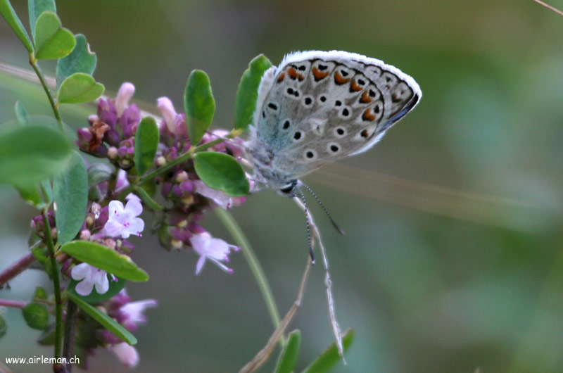 Nature/Papillons-2/IMG_1498.jpg