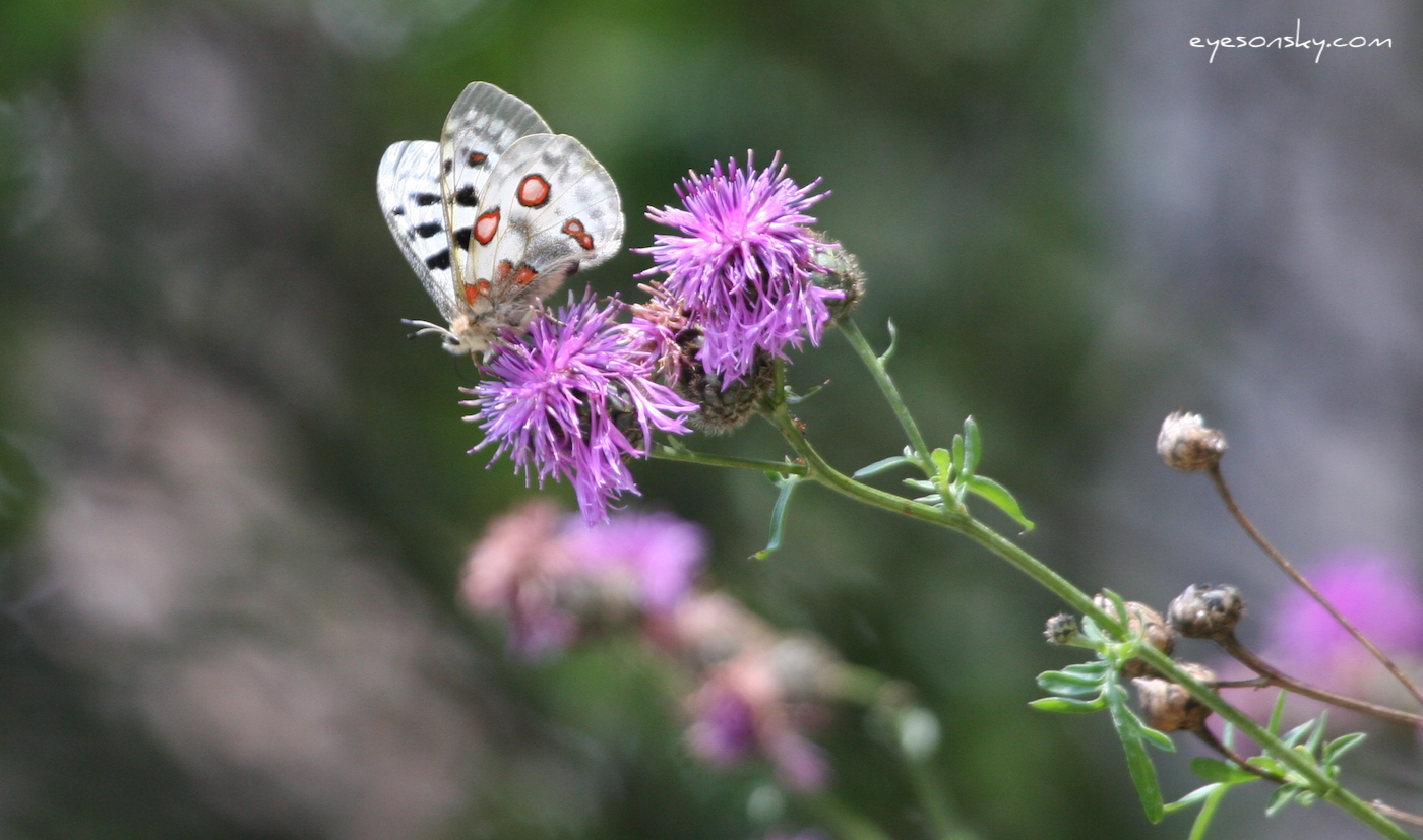 Nature/Papillons-2/IMG_1501.jpg