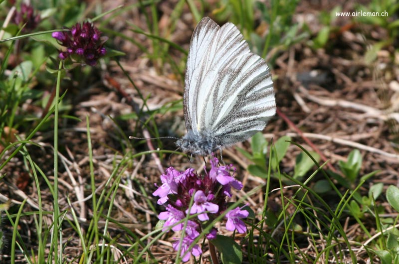 Nature/Papillons-2/IMG_1989.jpg