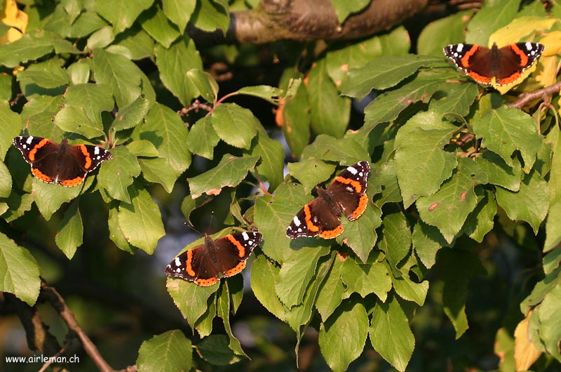 Nature/Papillons-2/IMG_2773.jpg