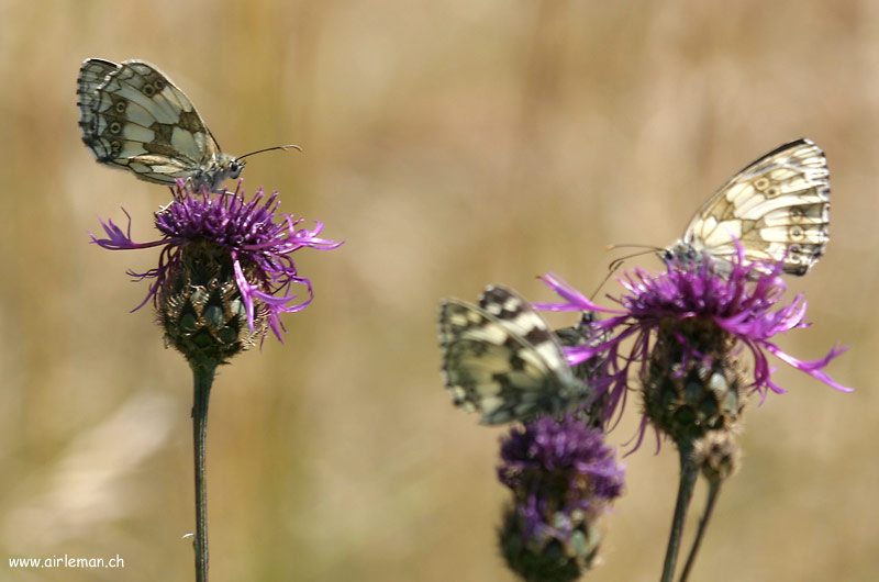 Nature/Papillons-2/IMG_4035.jpg