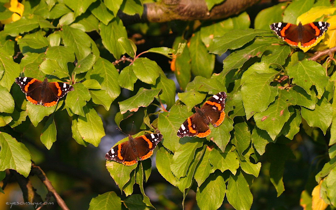 Nature/Papillons-2/vulcain_IMG_2773.jpg