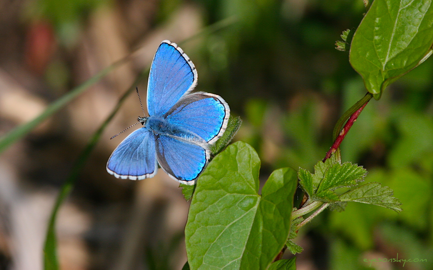 Nature/Papillons/Azure-bleu-celeste-IMG_5144.jpg
