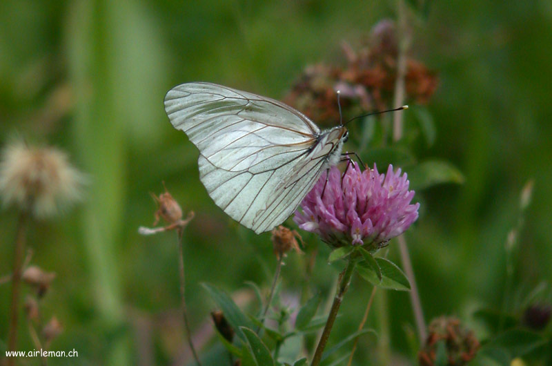 Nature/Papillons/DSCN5635.jpg