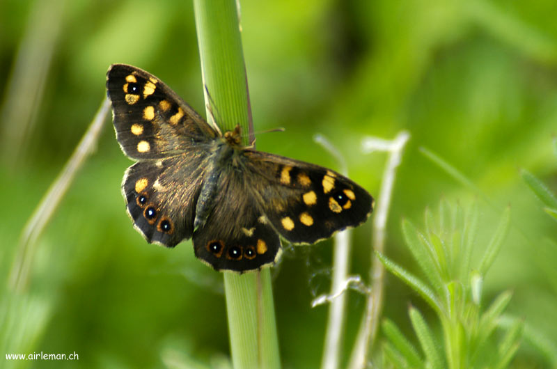 Nature/Papillons/DSC_7399.jpg