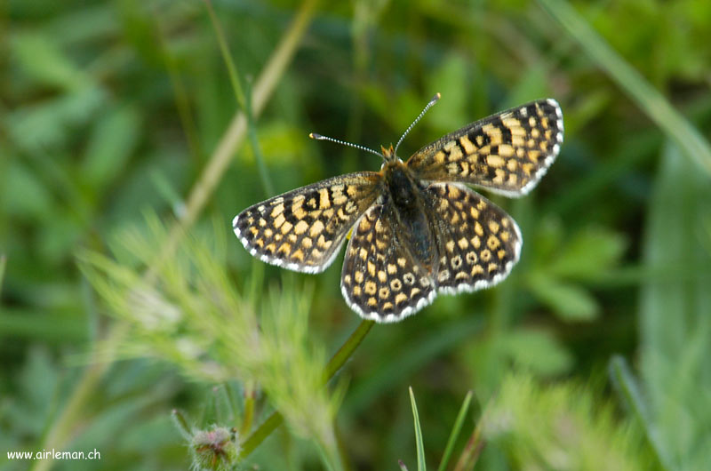 Nature/Papillons/DSC_7574.jpg