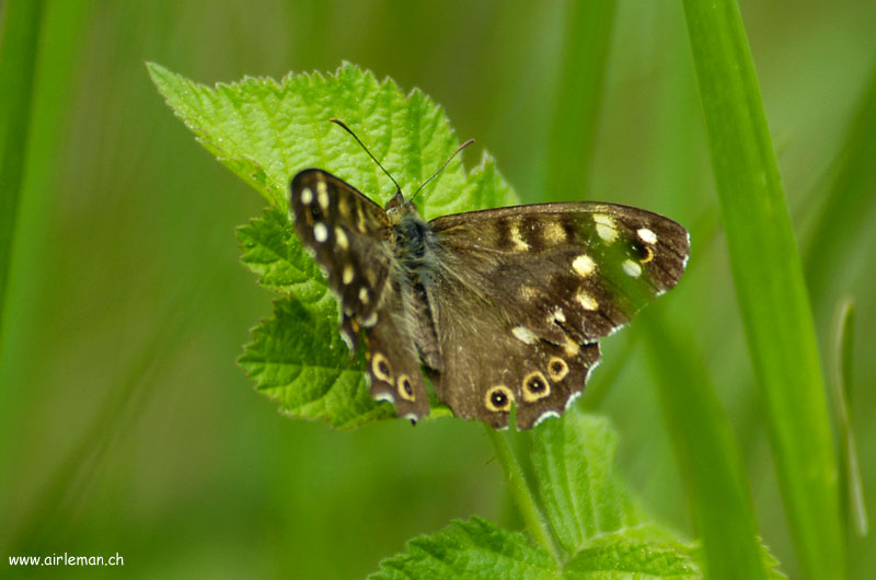 Nature/Papillons/DSC_9312.jpg