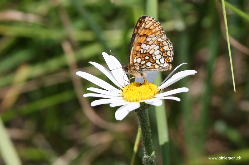 Nature/Papillons/IMG_1553.jpg