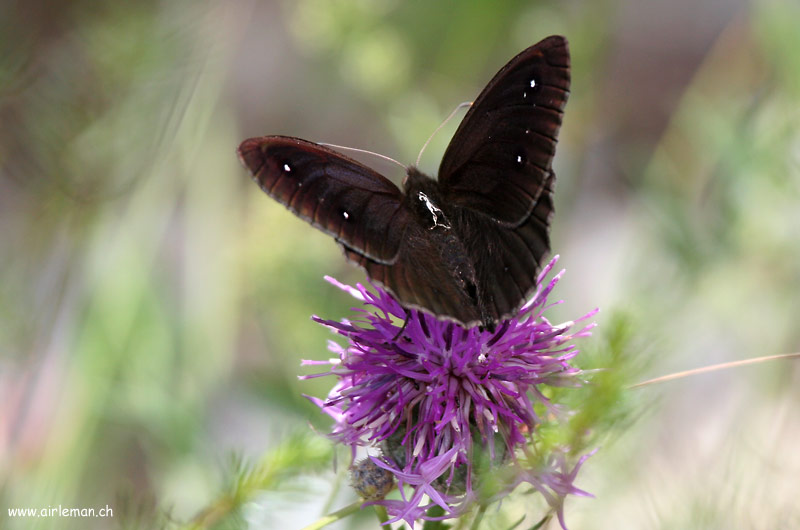 Nature/Papillons/IMG_1604.jpg
