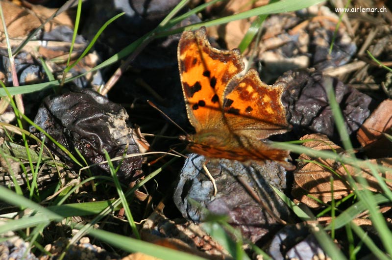 Nature/Papillons/IMG_2616.jpg