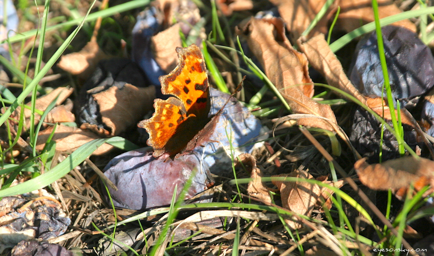 Nature/Papillons/Robert-le-diable-IMG_2618.jpg