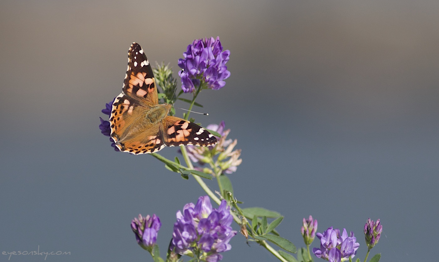 Nature/Papillons/belle-dame-IMG_0648.jpg