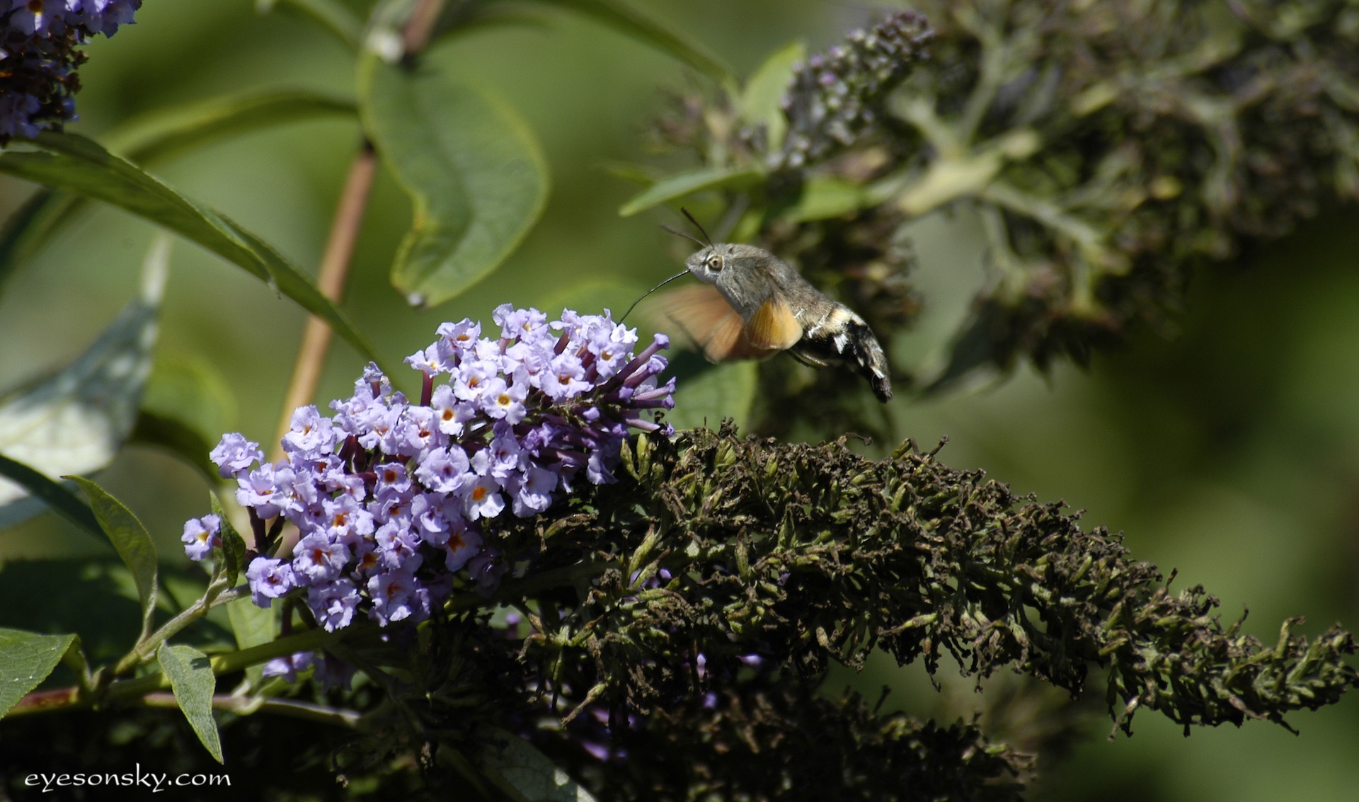 Nature/Papillons/moro-DSC_3252.jpg