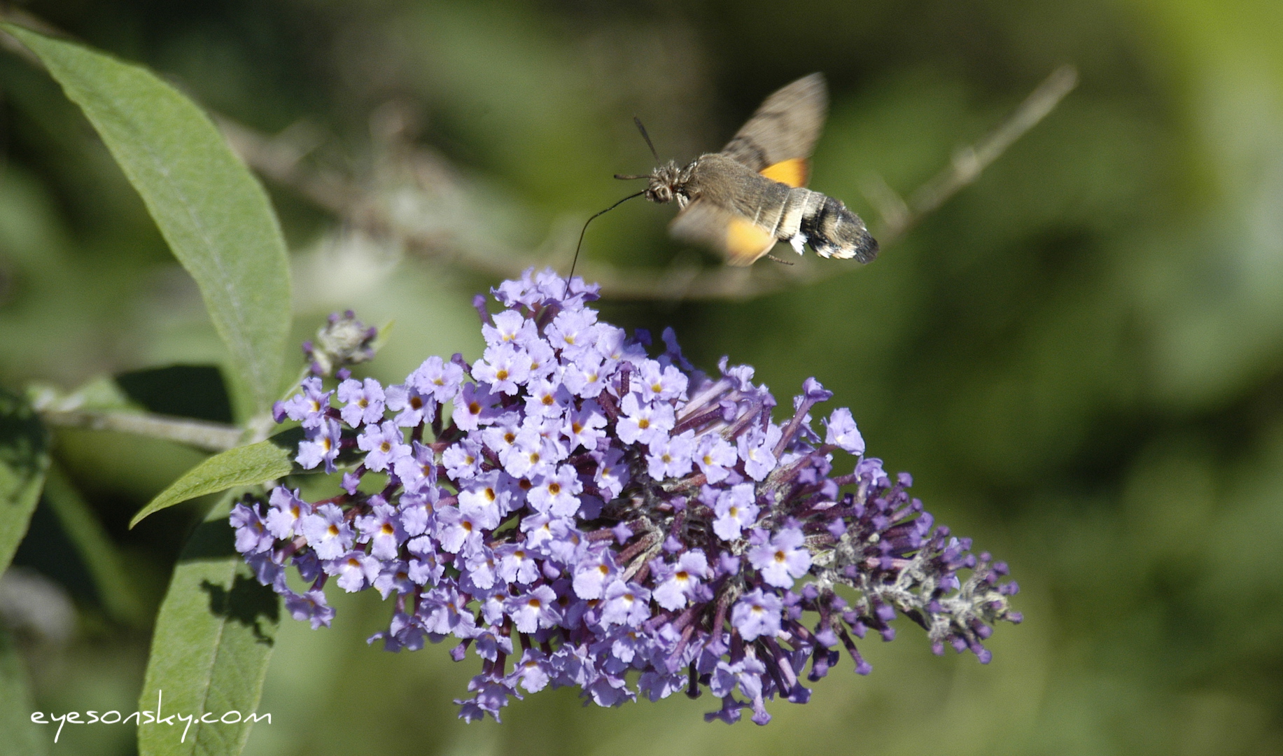 Nature/Papillons/moro-DSC_3260.jpg