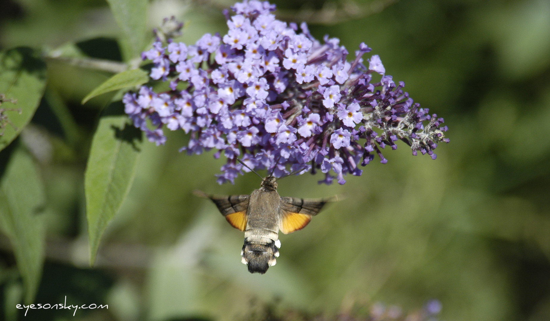 Nature/Papillons/moro-DSC_3262.jpg