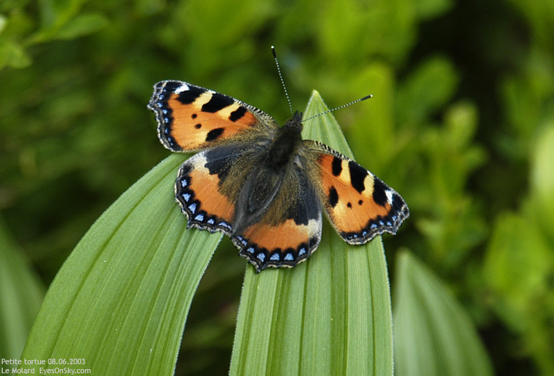 Nature/Papillons/petite_tortue_DSC_1375.jpg