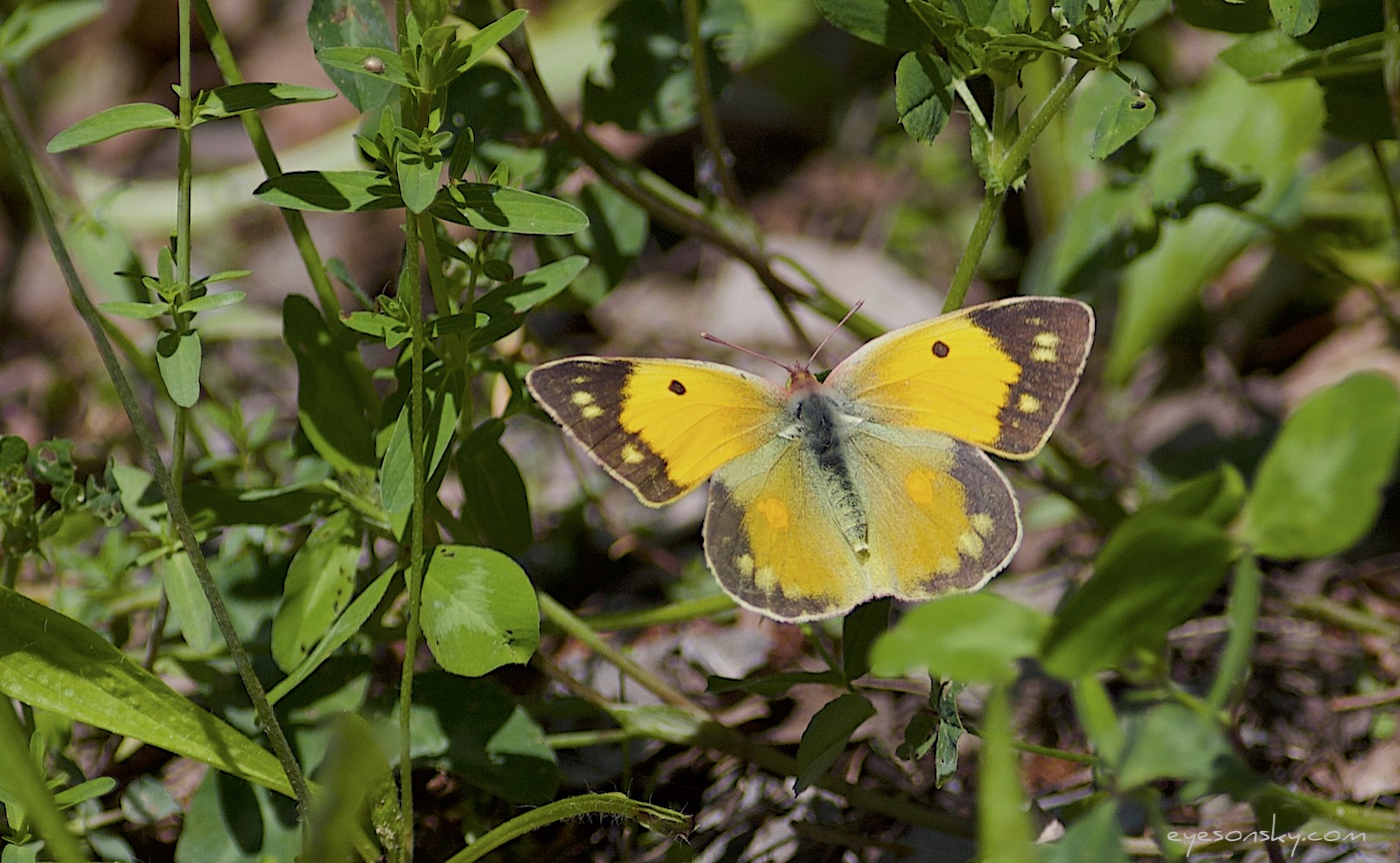 Nature/Papillons/souci-IMG_2810.jpg