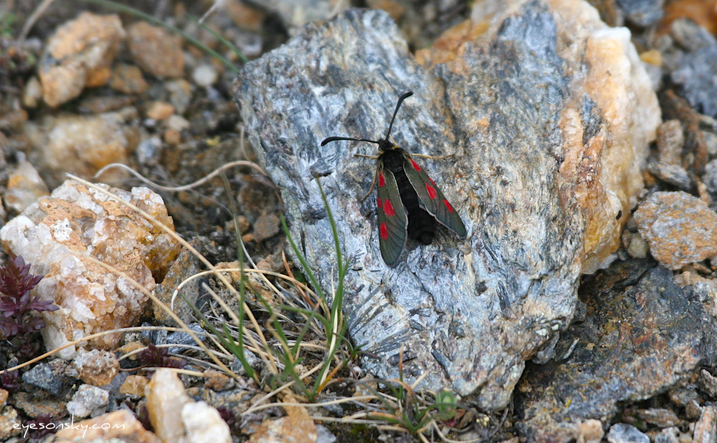 Nature/Papillons/zygene-des-sommets-IMG_1740.jpg