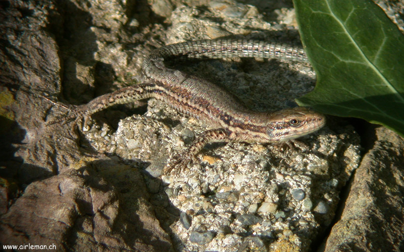 Nature/Reptiles/DSCN0832.jpg