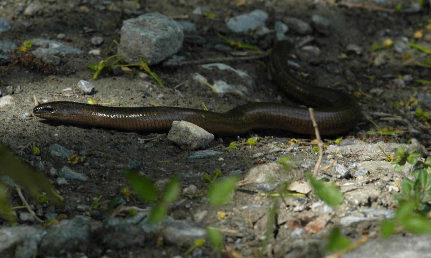 Nature/Reptiles/DSC_0391.jpg