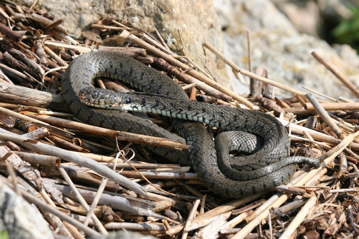 Nature/Reptiles/IMG_0374.jpg
