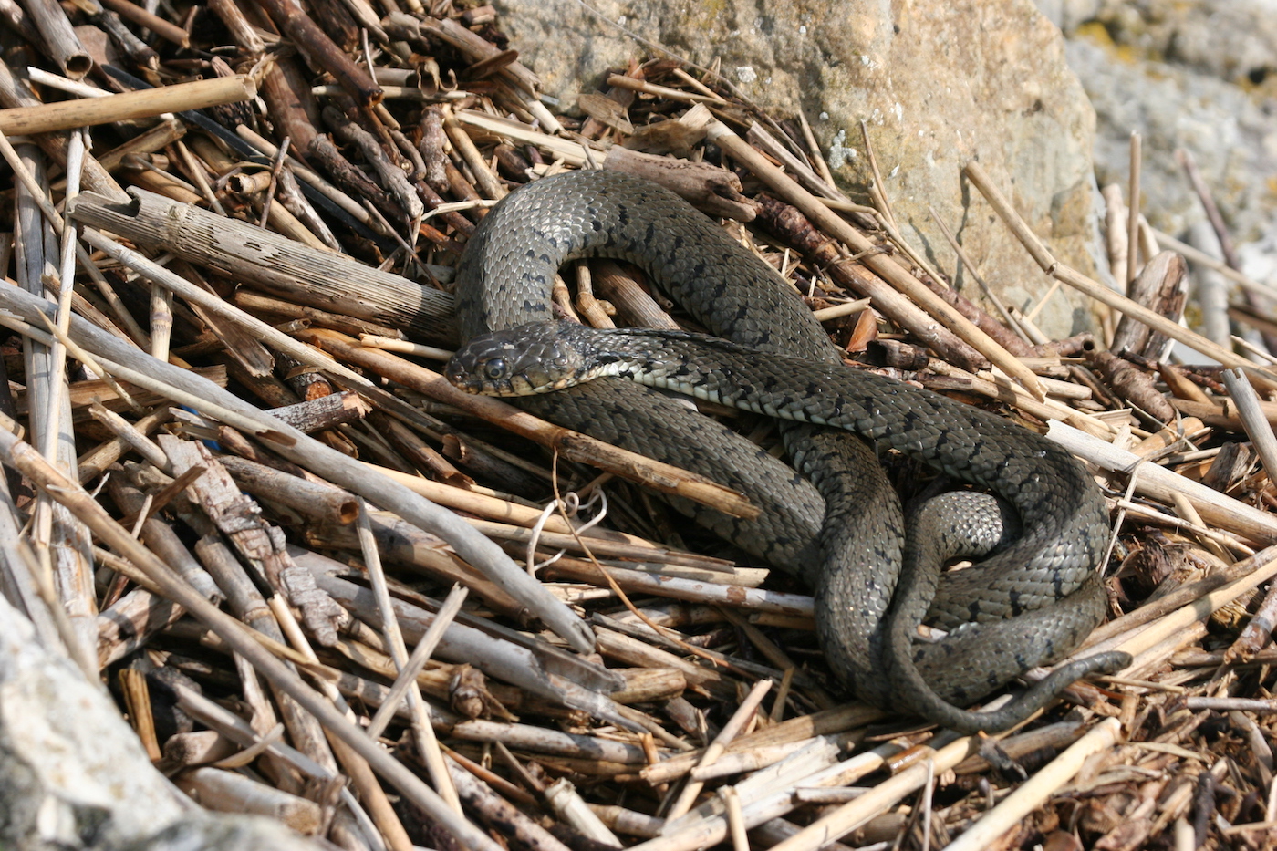 Nature/Reptiles/IMG_0385.jpg