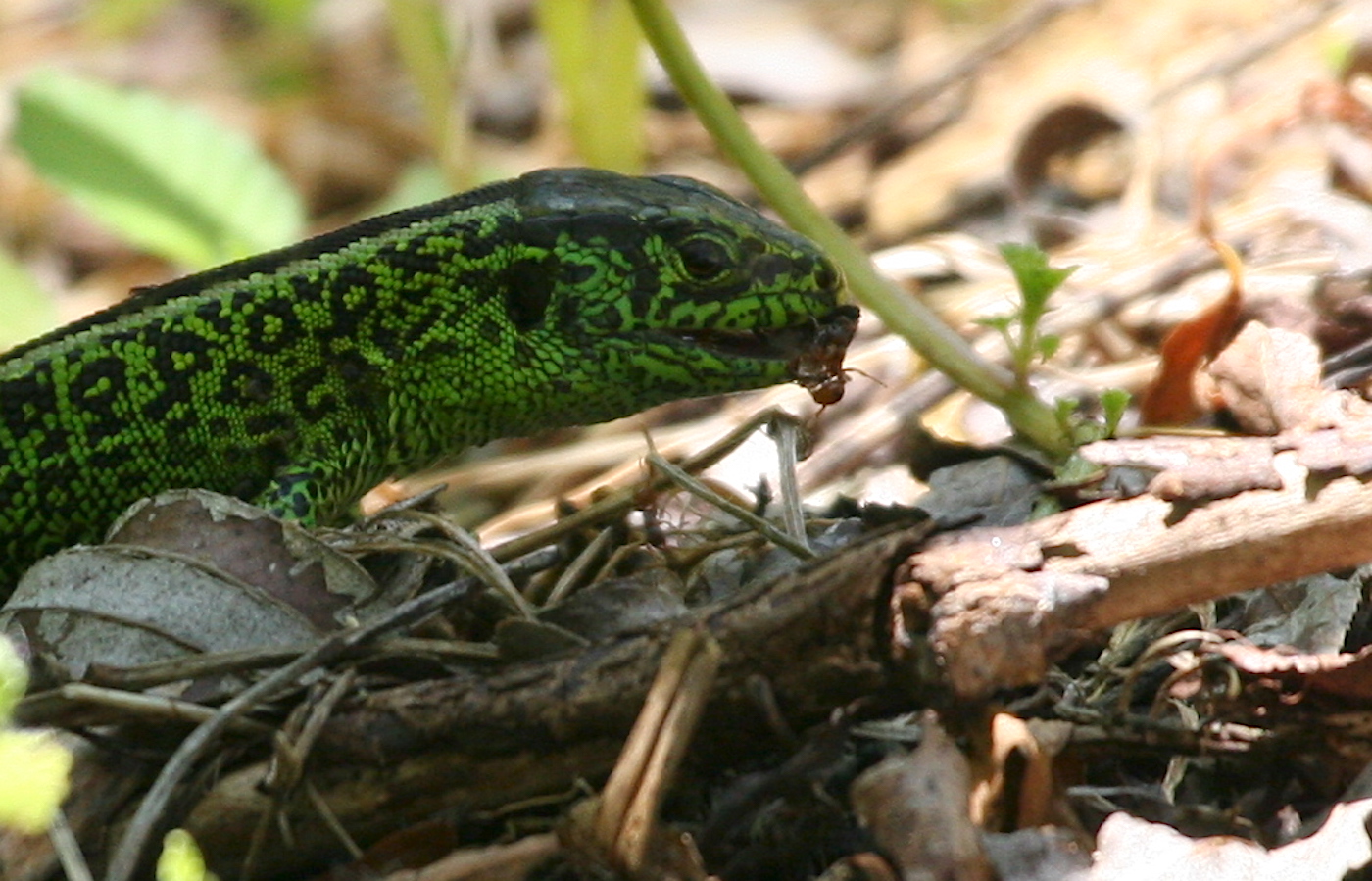 Nature/Reptiles/IMG_7709.jpg