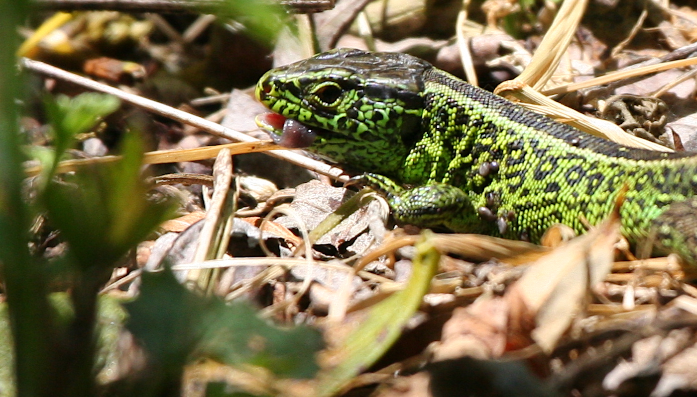 Nature/Reptiles/IMG_7718.jpg