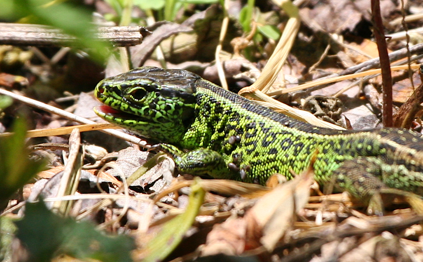 Nature/Reptiles/IMG_7719.jpg