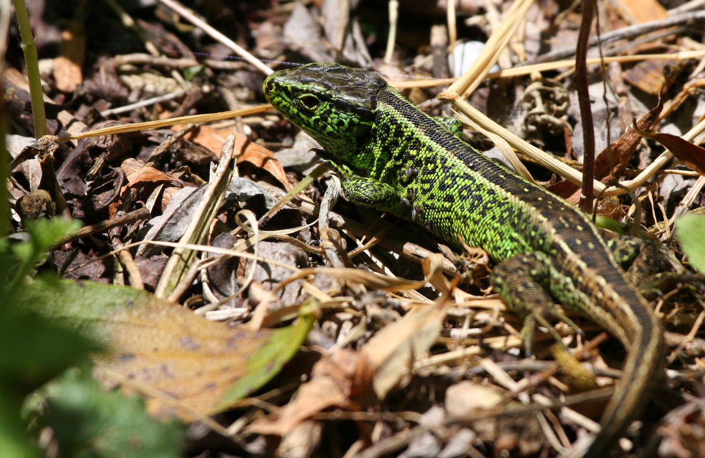 Nature/Reptiles/IMG_7728.jpg