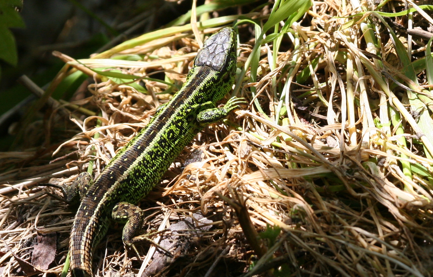 Nature/Reptiles/IMG_7732.jpg