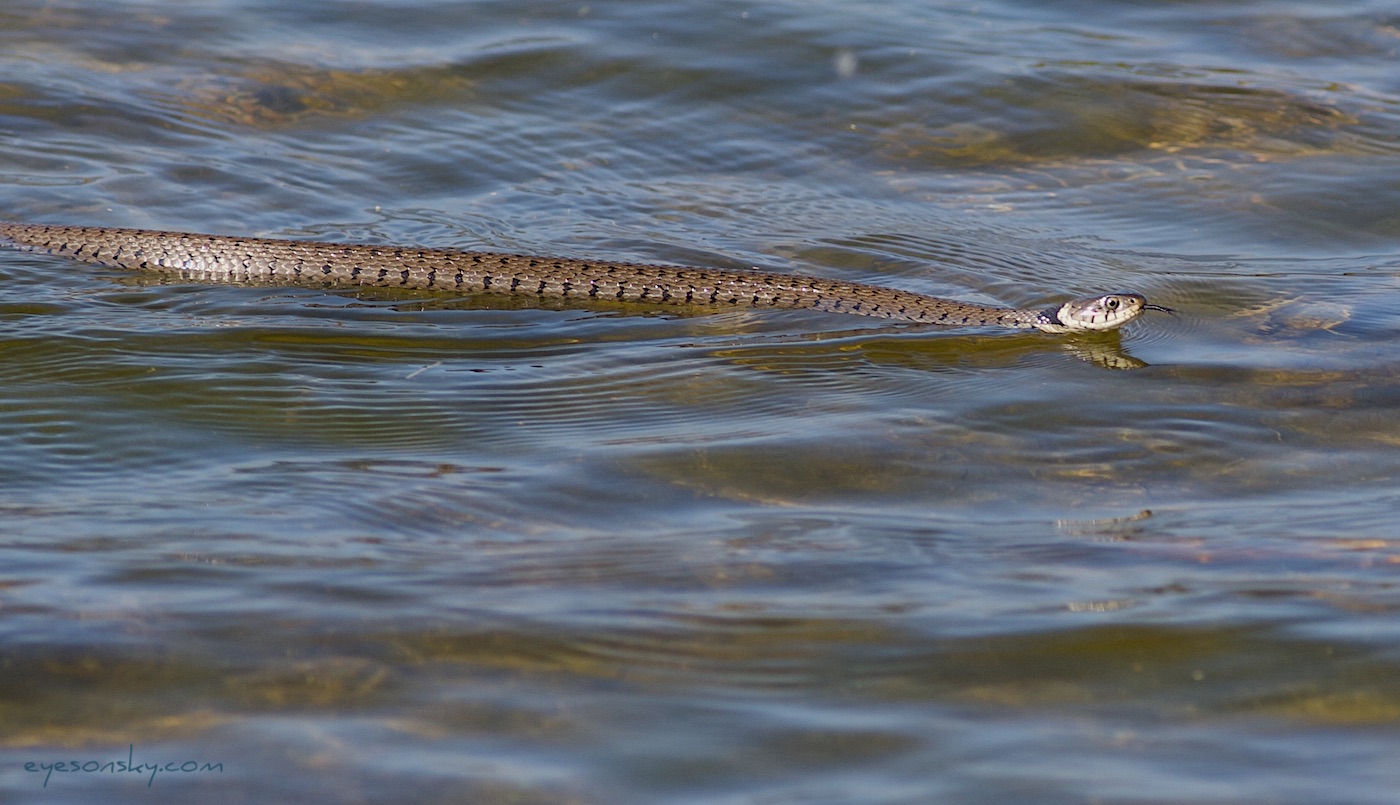 Nature/Reptiles/IMG_9511.jpg