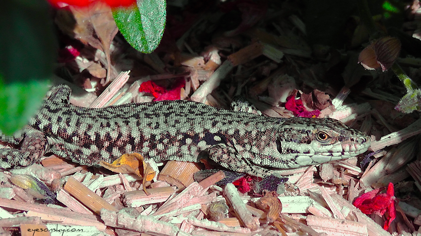Nature/Reptiles/lezard-des-murailles.jpg
