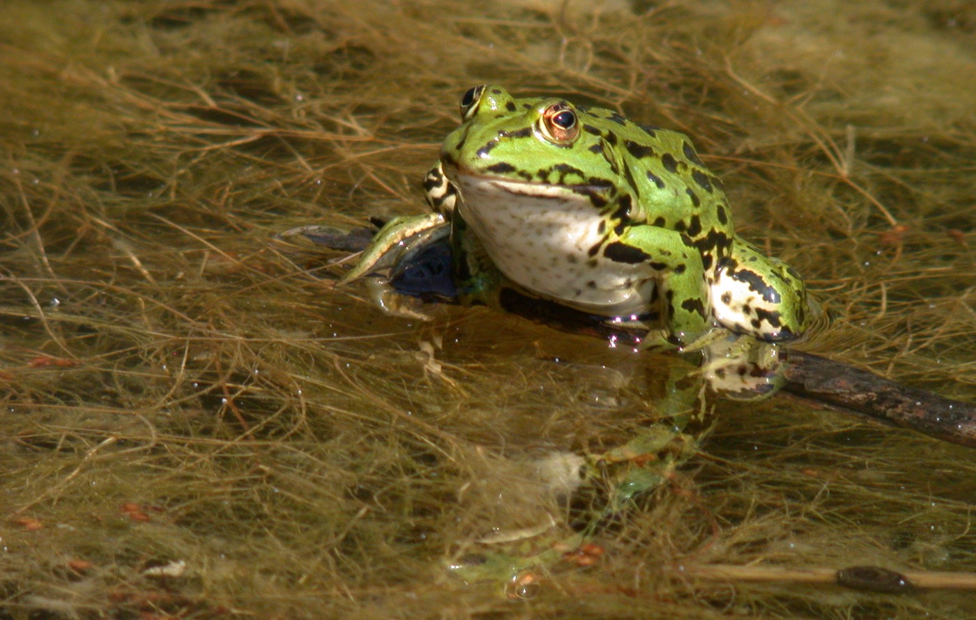 Nature/zBatraciens/DSCN0196.jpg