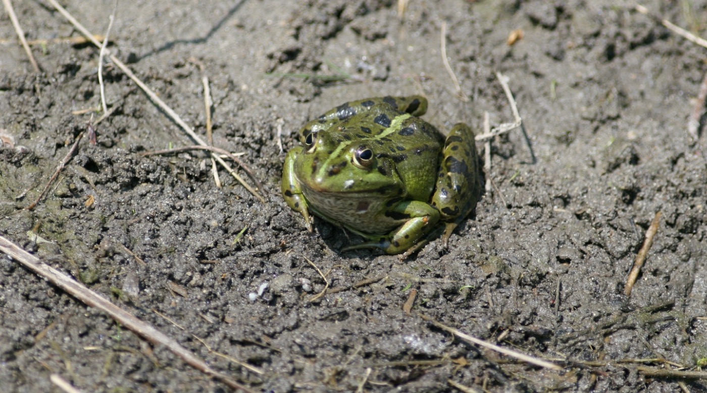 Nature/zBatraciens/IMG_1949.jpg